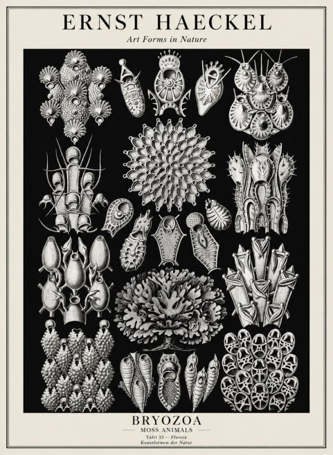 Ernst Haeckel Bryozoa No3 - Juliste