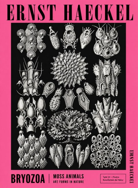Ernst Haeckel Bryozoa No4 - Juliste