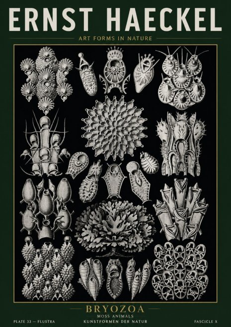 Ernst Haeckel Bryozoa No5 - Juliste