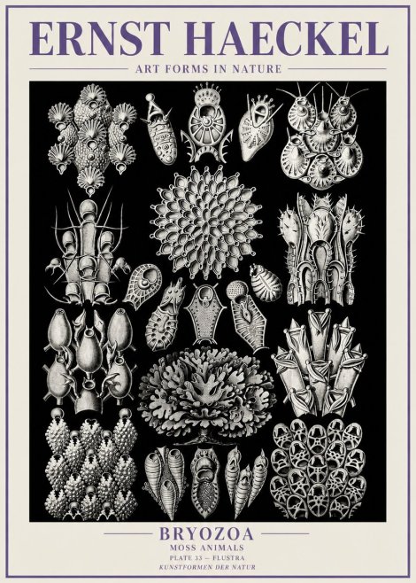 Ernst Haeckel Bryozoa No6 - Juliste
