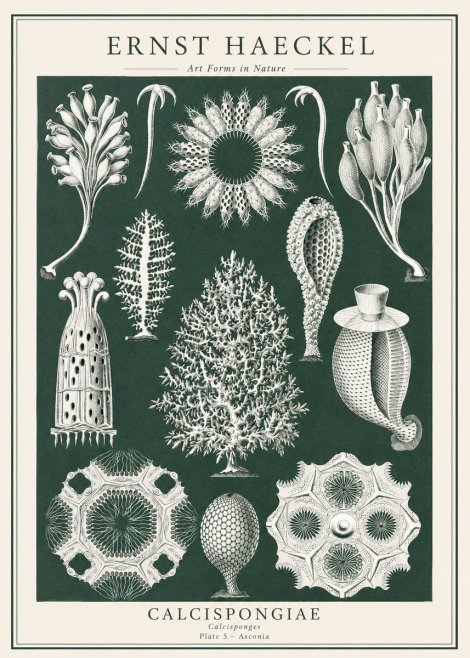 Ernst Haeckel Calcispongiae - Calcisponiges - Plate 5 - Asconia No1 - Juliste