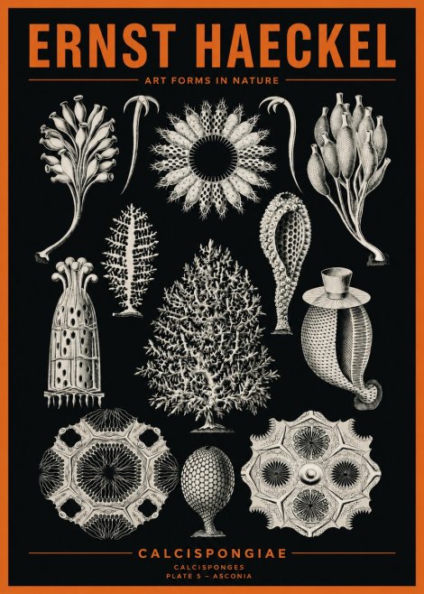 Ernst Haeckel Calcispongiae - Calcisponiges - Plate 5 - Asconia No2 - Juliste