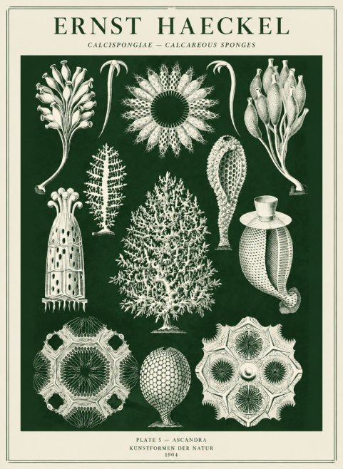 Ernst Haeckel Calcispongiae - Calcisponiges - Plate 5 - Asconia No5 - Juliste