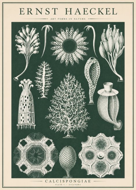 Ernst Haeckel Calcispongiae - Calcisponiges - Plate 5 - Asconia No6 - Juliste