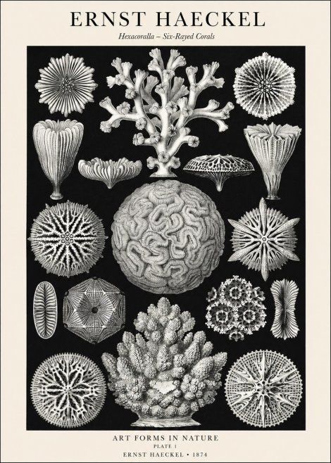 Ernst Haeckel Hexacoralla – Six-rayed Corals No1 - Juliste