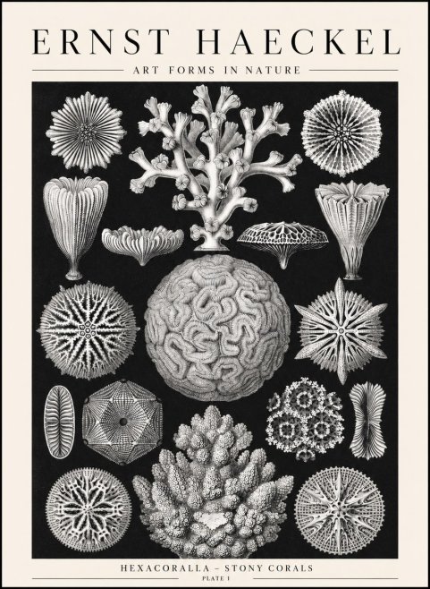 Ernst Haeckel Hexacoralla – Six-rayed Corals No2 - Juliste