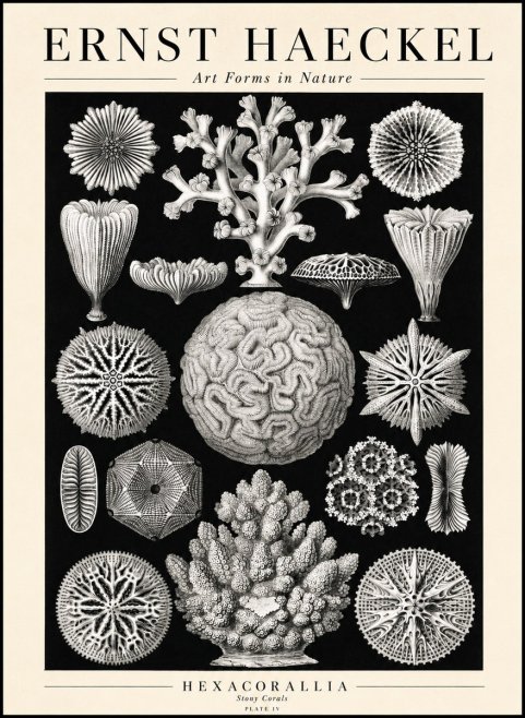 Ernst Haeckel Hexacoralla – Six-rayed Corals No3 - Juliste