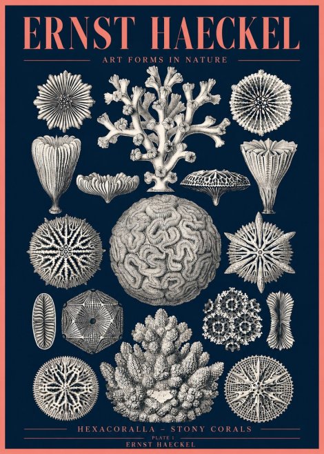 Ernst Haeckel Hexacoralla – Six-rayed Corals No4 - Juliste