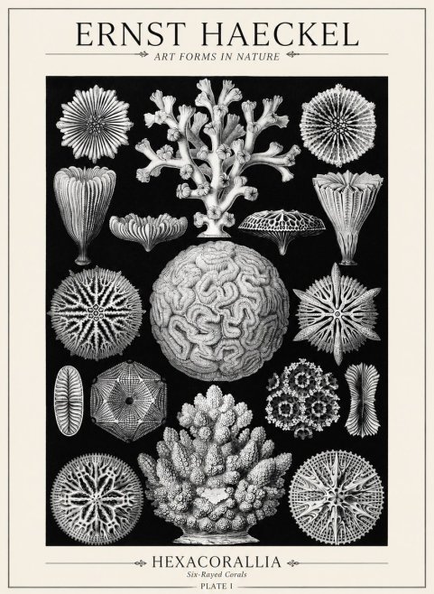 Ernst Haeckel Hexacoralla – Six-rayed Corals No5 - Juliste