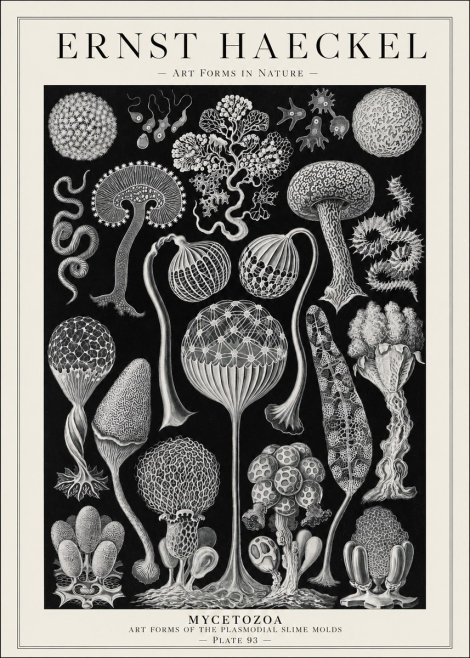 Ernst Haeckel Mycetozoa No1 - Juliste