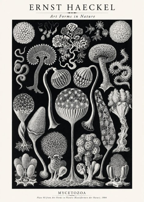 Ernst Haeckel Mycetozoa No2 - Juliste