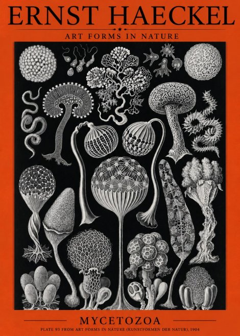Ernst Haeckel Mycetozoa No3 - Juliste