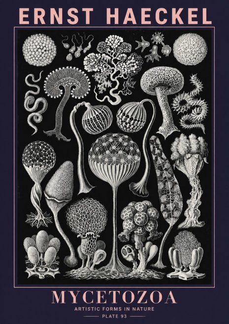 Ernst Haeckel Mycetozoa No6 - Juliste