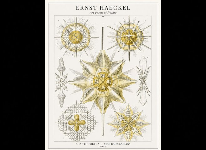 Ernst Haeckel Acanthometra - Star Radiolarians No1 - Juliste
