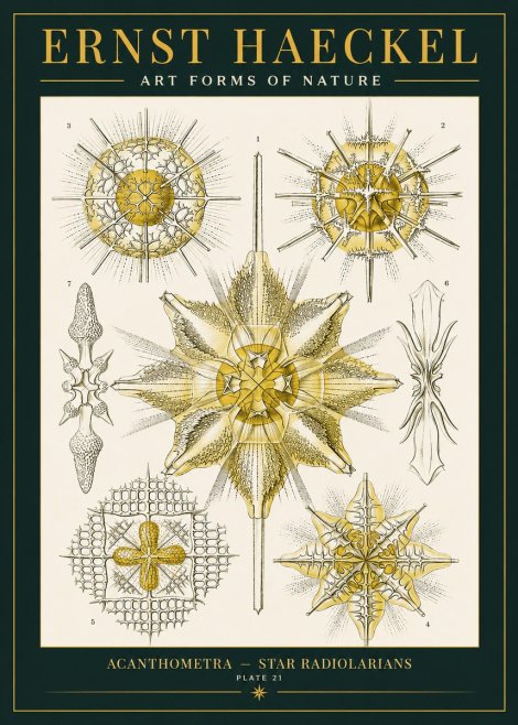Ernst Haeckel Acanthometra - Star Radiolarians No2 - Juliste