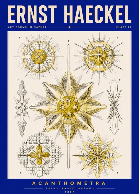 Ernst Haeckel Acanthometra - Star Radiolarians No5 - Juliste