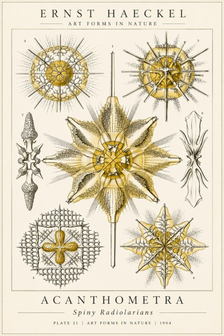 Ernst Haeckel Acanthometra - Star Radiolarians No6 - Juliste