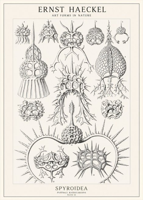 Ernst Haeckel Spyroidea - Puffball Radiolarians - Plate 22 No1 - Juliste