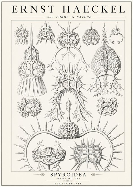 Ernst Haeckel Spyroidea - Puffball Radiolarians - Plate 22 No2 - Juliste