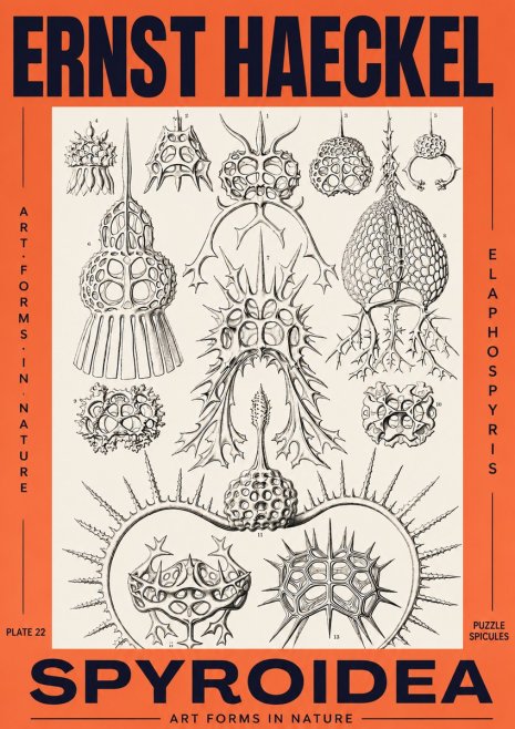 Ernst Haeckel Spyroidea - Puffball Radiolarians - Plate 22 No3 - Juliste