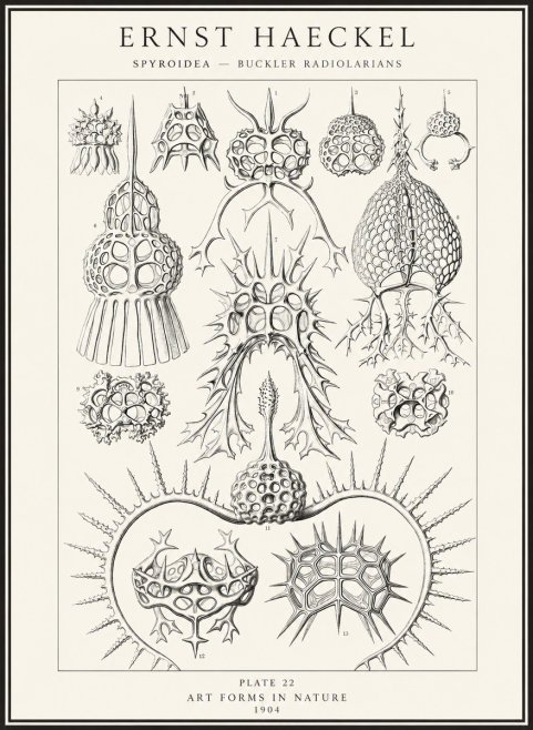Ernst Haeckel Spyroidea - Puffball Radiolarians - Plate 22 No4 - Juliste