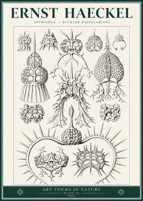 Ernst Haeckel Spyroidea - Puffball Radiolarians - Plate 22 No6 - Juliste