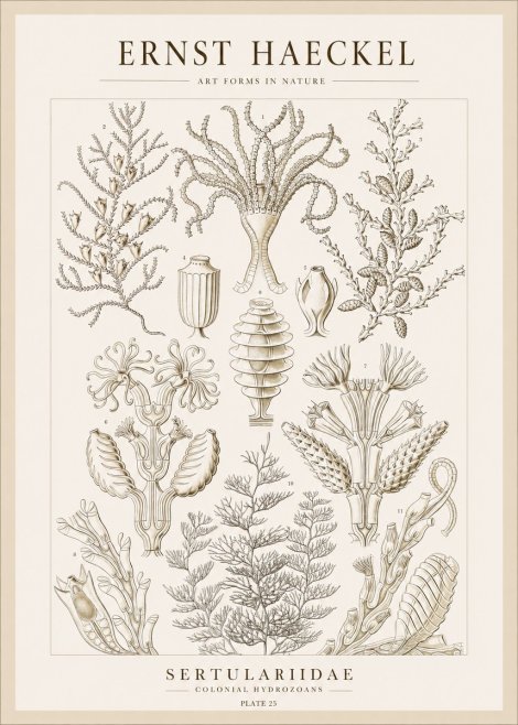Ernst Haeckel Sertulariidae No1 - Juliste