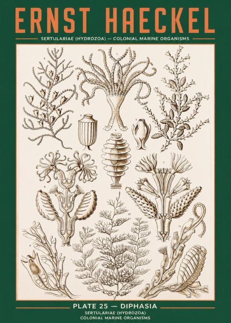Ernst Haeckel Sertulariidae No3 - Juliste