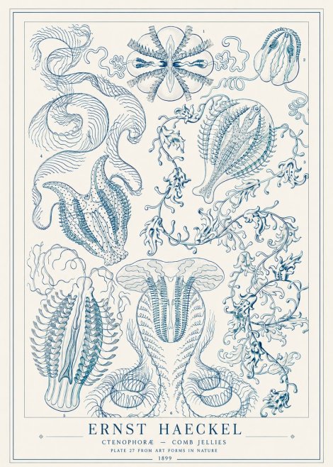 Ernst Haeckel Ctenophoræ – Comb Jellies No1 - Juliste