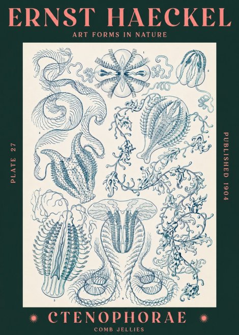 Ernst Haeckel Ctenophoræ – Comb Jellies No3 - Juliste