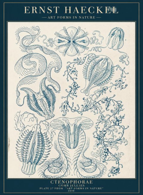 Ernst Haeckel Ctenophoræ – Comb Jellies No5 - Juliste
