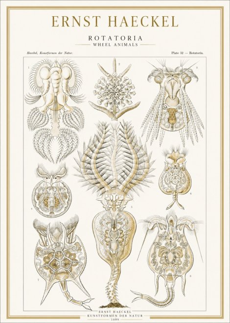 Ernst Haeckel Rotatoria - Wheel Animals No1 - Juliste