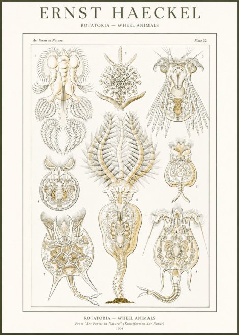 Ernst Haeckel Rotatoria - Wheel Animals No2 - Juliste