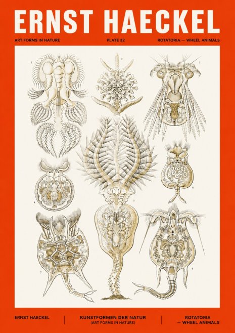 Ernst Haeckel Rotatoria - Wheel Animals No4 - Juliste
