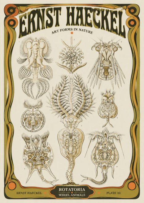 Ernst Haeckel Rotatoria - Wheel Animals No5 - Juliste