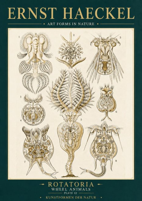Ernst Haeckel Rotatoria - Wheel Animals No6 - Juliste