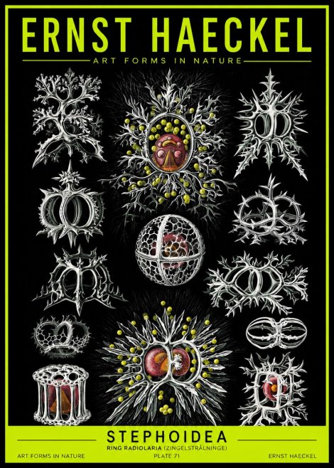 Ernst Haeckel Stephoidea No2 - Juliste