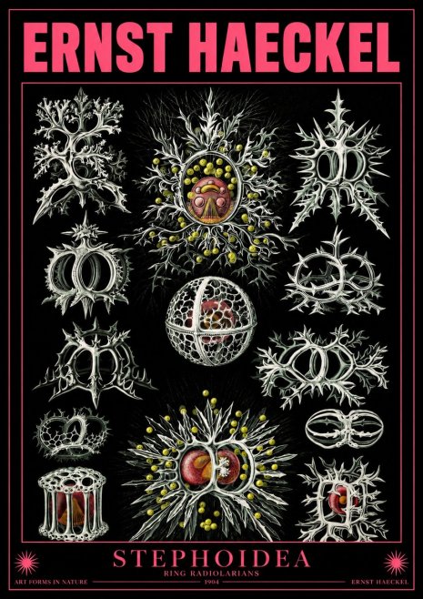 Ernst Haeckel Stephoidea No4 - Juliste