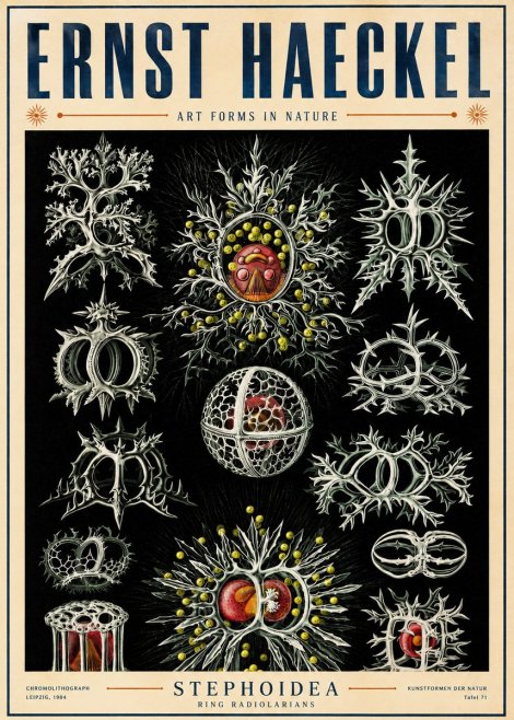 Ernst Haeckel Stephoidea No5 - Juliste