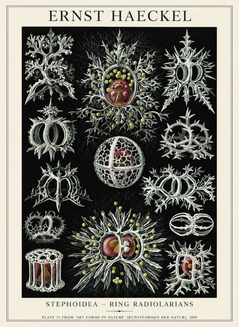 Ernst Haeckel Stephoidea No6 - Juliste