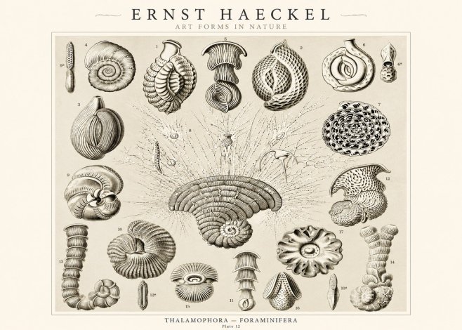 Ernst Haeckel Thalamophora – Foraminifera Plate 12 No1 - Juliste