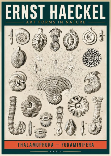 Ernst Haeckel Thalamophora – Foraminifera Plate 12 No2 - Juliste