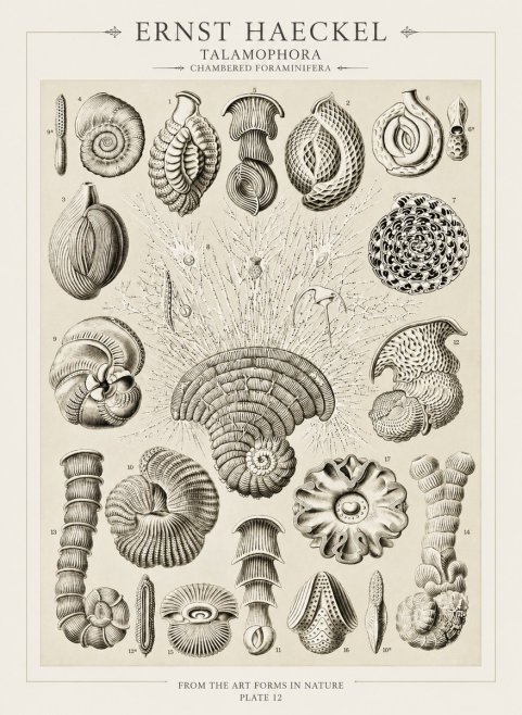 Ernst Haeckel Thalamophora – Foraminifera Plate 12 No3 - Juliste