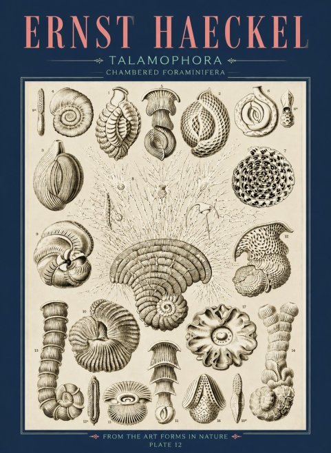 Ernst Haeckel Thalamophora – Foraminifera Plate 12 No4 - Juliste
