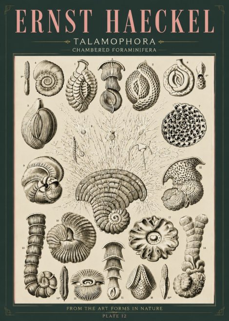 Ernst Haeckel Thalamophora – Foraminifera Plate 12 No6 - Juliste