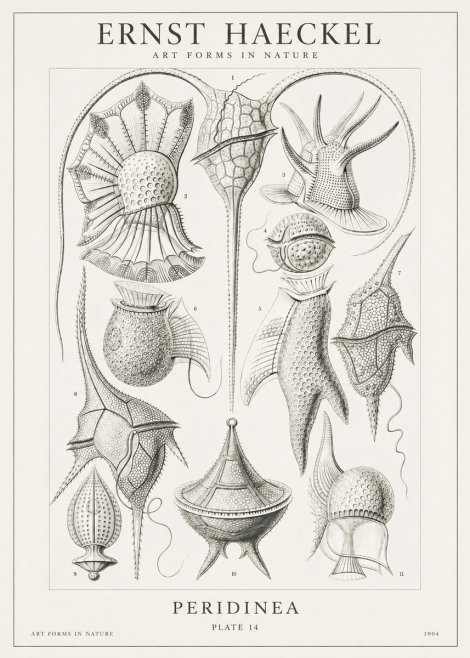 Ernst Haeckel Peridinea No1 - Juliste