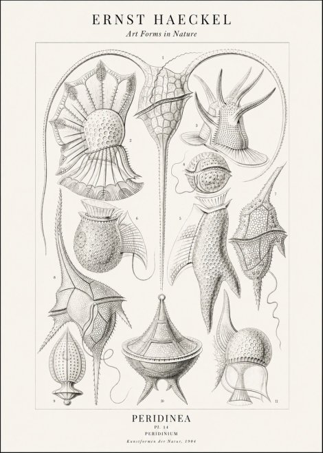 Ernst Haeckel Peridinea No2 - Juliste