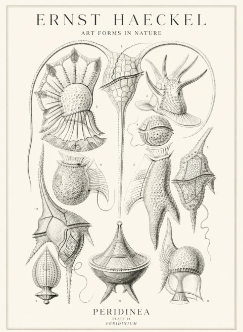 Ernst Haeckel Peridinea No3 - Juliste