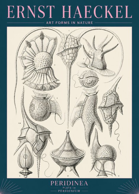 Ernst Haeckel Peridinea No5 - Juliste