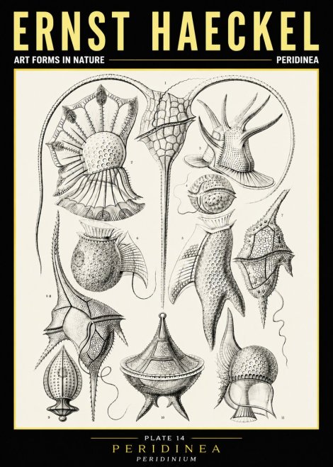Ernst Haeckel Peridinea No6 - Juliste